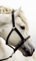 Голова белой лошадки