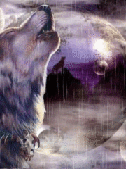 Воющий волк под дождем