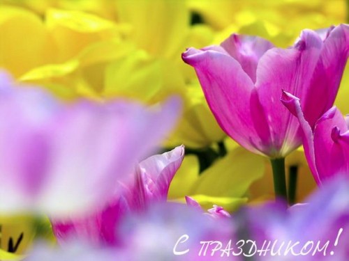 Цветы к 8 марта! Тюльпаны