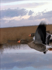 Полет диких гусей