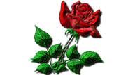 Любовь с розой