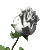 Раскрылась белая роза