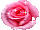 Роза с бликами розовая