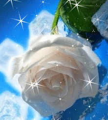 Белая роза с искринками