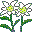 Белоснежные цветы